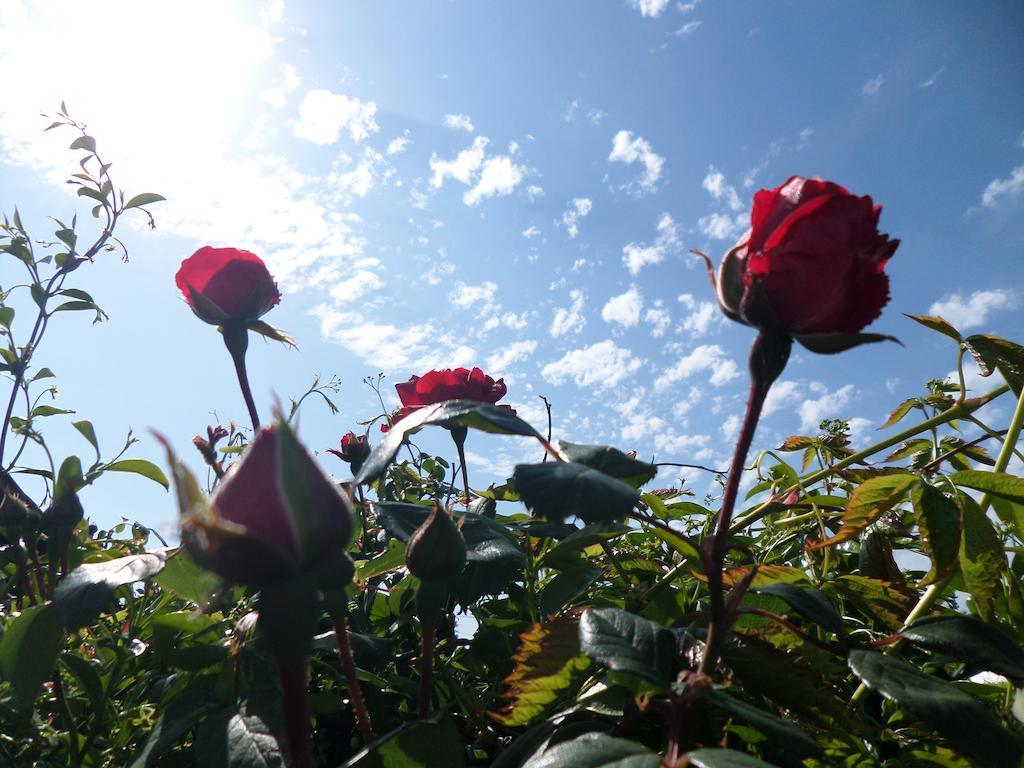 B&B Villino Loryマリノ エクステリア 写真